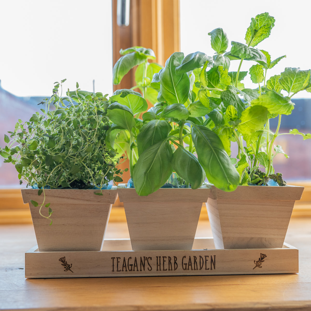 &#39;Herb Garden&#39; Herb Pots in Tray