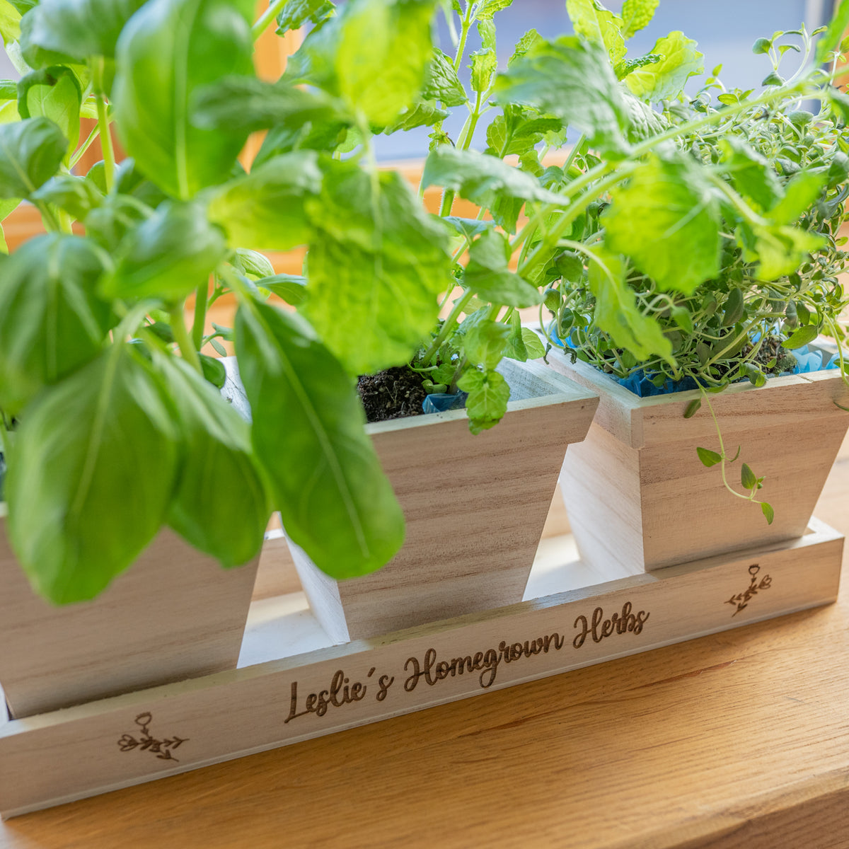 &#39;Homegrown Herbs&#39; Pots in Tray