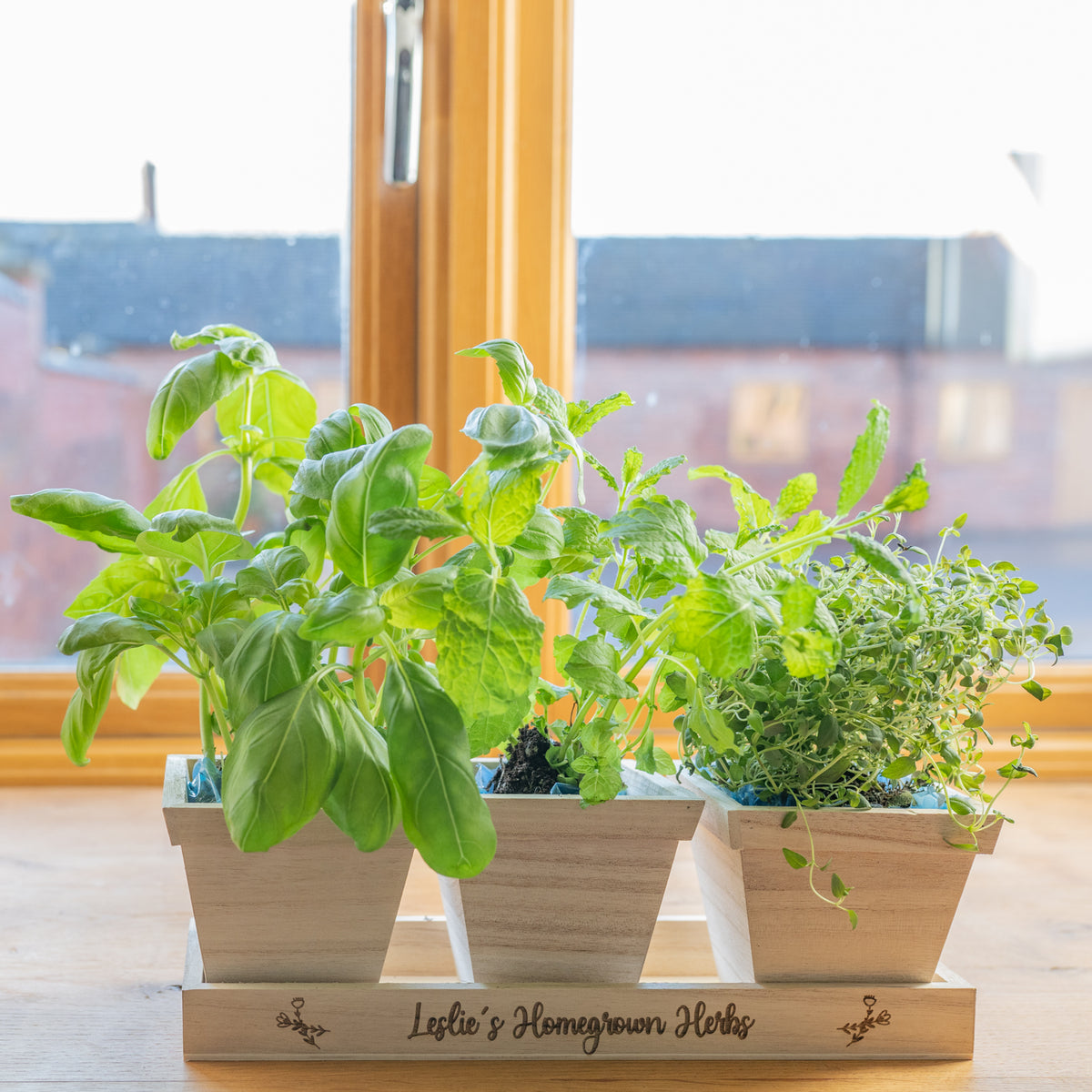 Pots &#39;Homegrown Herbs&#39; dans le plateau