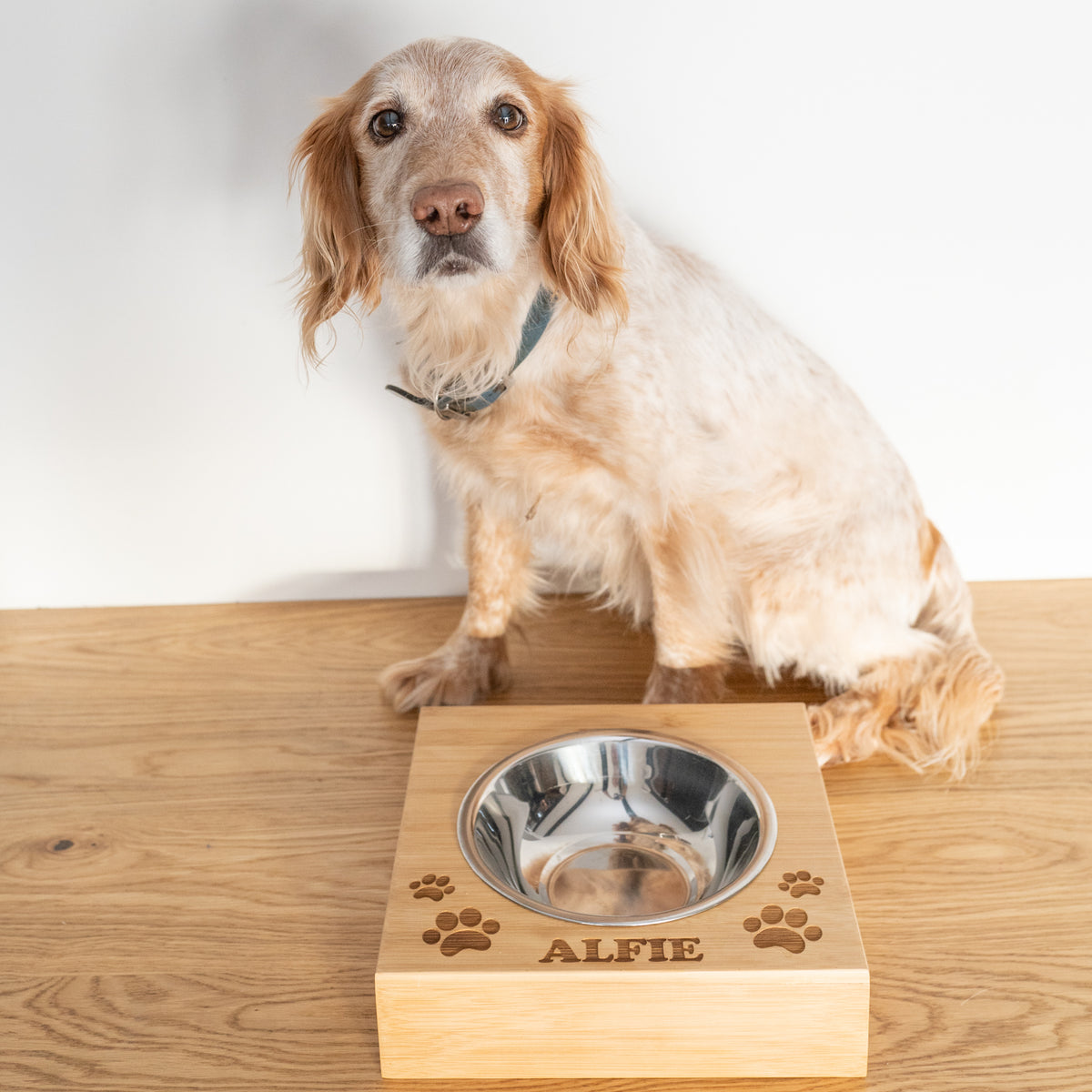 Large Dog Food Bowl